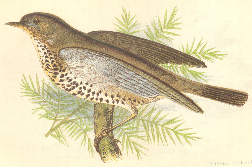 BIRDS. Missel Thrush (Anne Pratt) 1852 old antique vintage print picture